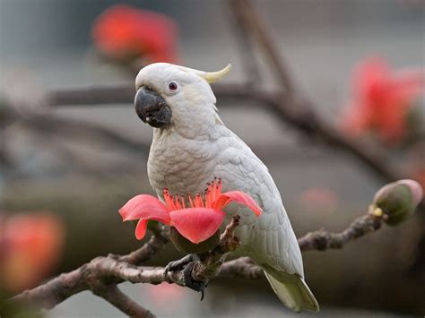 小葵花鳳頭鸚鵡